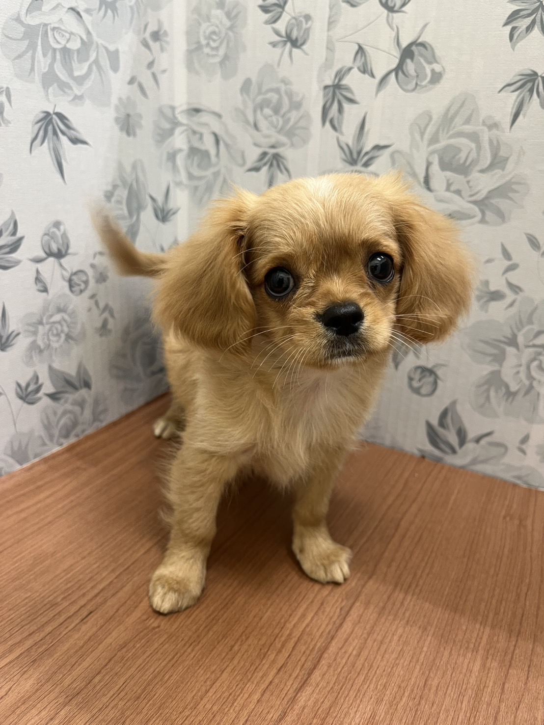 犬 チワワ キャンパス CH.シャンクス♂ #チワワ #ロングコートチワワ #チワワ専門犬舎