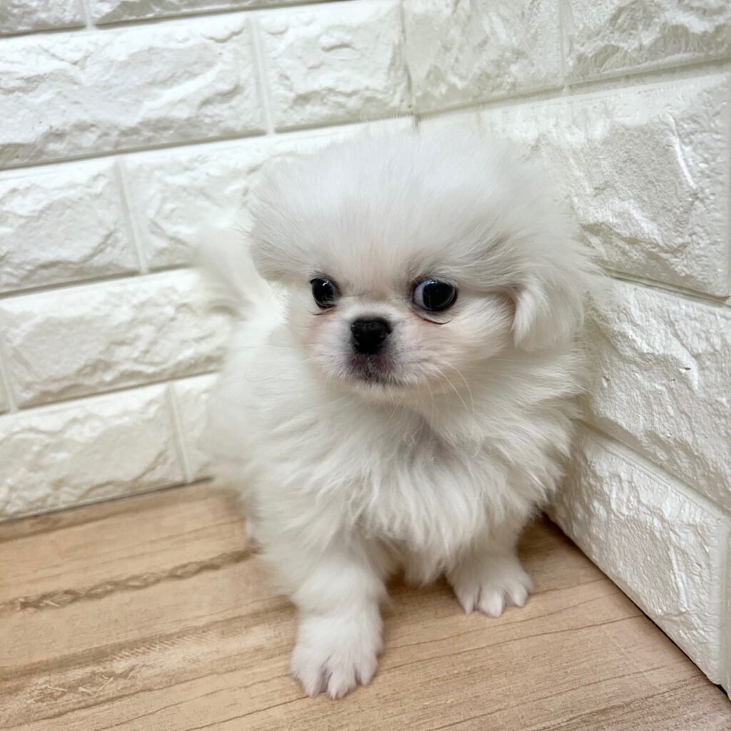 ペキニーズ | 【ラバーズドッグ】LOVERS DOG